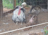 Turkey Whole Heritage 12-14 Lb & 14-16 Lb (Pre-order Required)