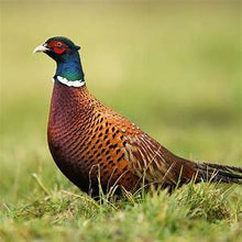 Load image into Gallery viewer, Pheasant, Whole Clean-diet